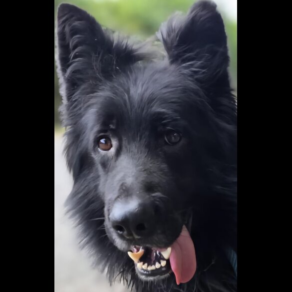 German Shepherd (Alsatian)