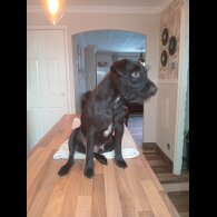 Patterdale Terrier - Dogs