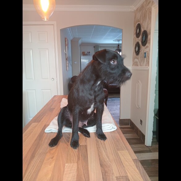 Patterdale Terrier - Dogs