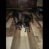 Patterdale Terrier - Dogs