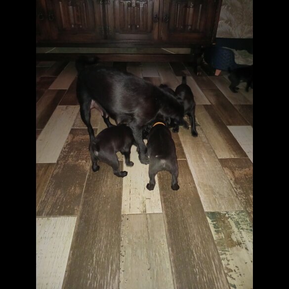 Patterdale Terrier - Dogs