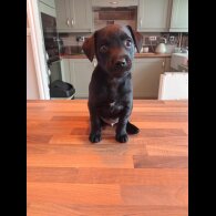Patterdale Terrier - Dogs