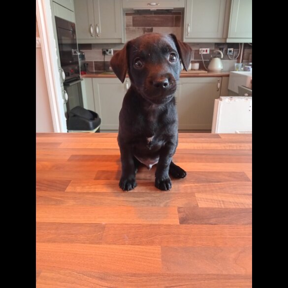 Patterdale Terrier - Dogs