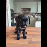 Patterdale Terrier - Dogs