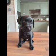 Patterdale Terrier - Dogs