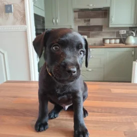 Patterdale Terrier - Dogs