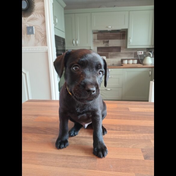 Patterdale Terrier - Dogs