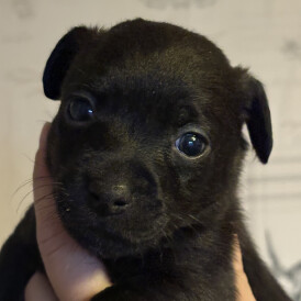 Patterdale Terrier - Both