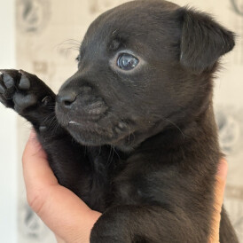 Patterdale Terrier - Both