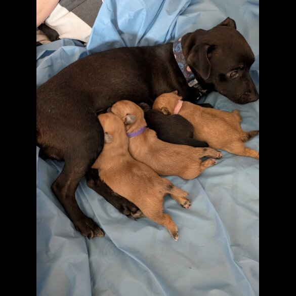 Patterdale Terrier - Both