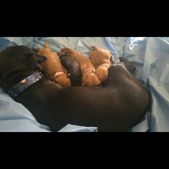 Patterdale Terrier - Both