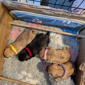 Patterdale Terrier - Both