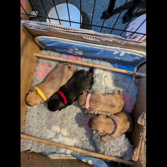 Patterdale Terrier - Both
