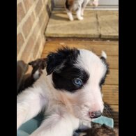 Border Collie - Both