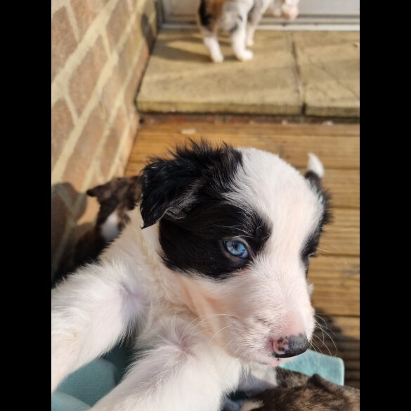 Border Collie - Both