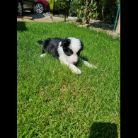 Border Collie - Both