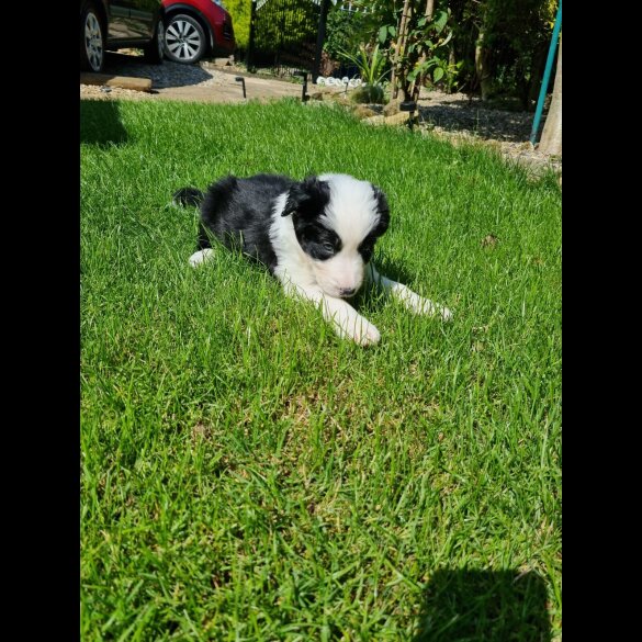 Border Collie - Both