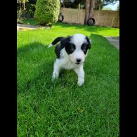 Border Collie - Both