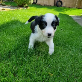 Border Collie - Both