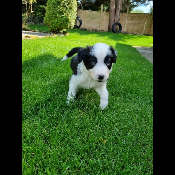 Border Collie - Both