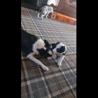 Border Collie - Both