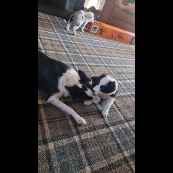 Border Collie - Both