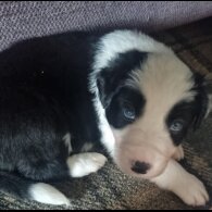 Border Collie - Both