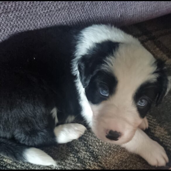 Border Collie - Both