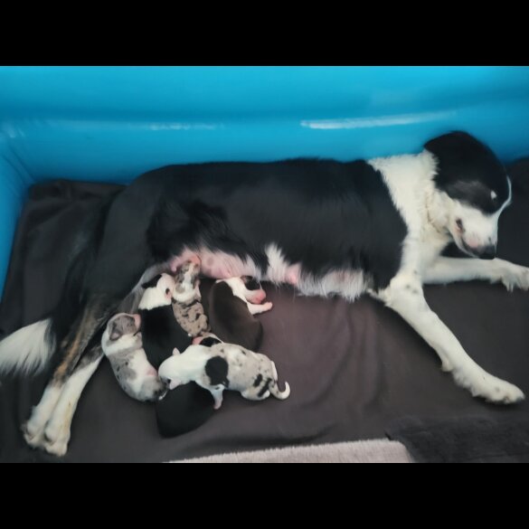 Border Collie - Both