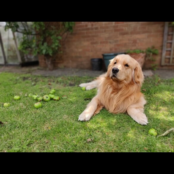 Golden Retriever