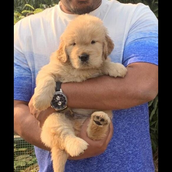 Golden Retriever