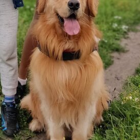 Golden Retriever