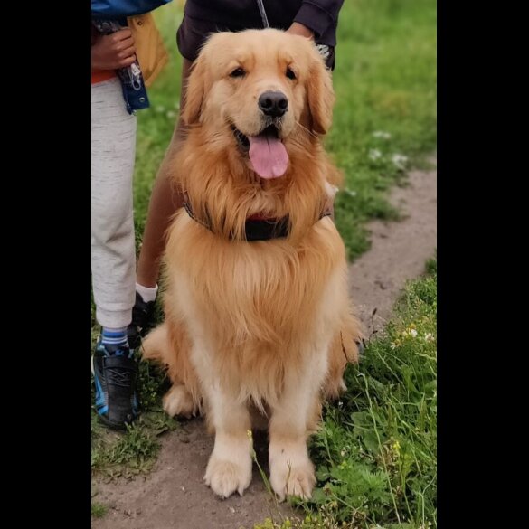Golden Retriever