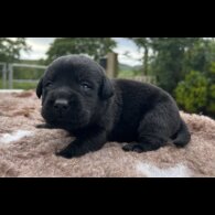 Labrador Retriever - Both