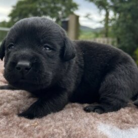 Labrador Retriever - Both