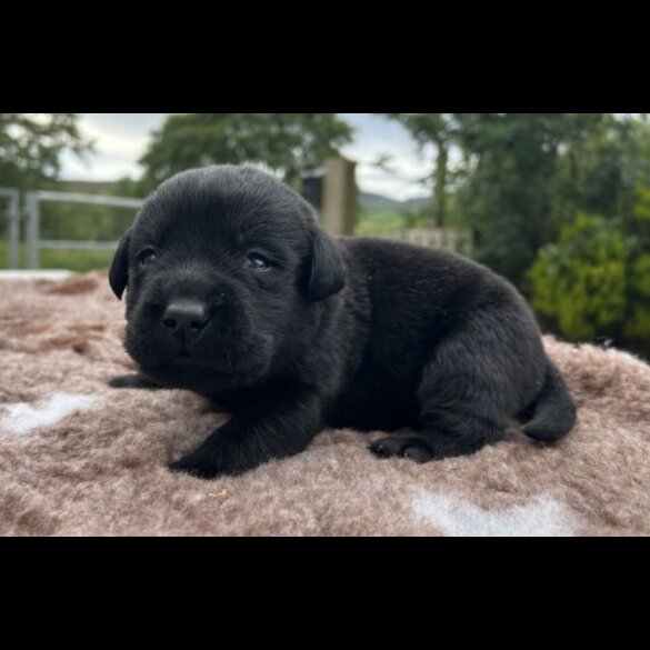 Labrador Retriever - Both