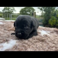 Labrador Retriever - Both