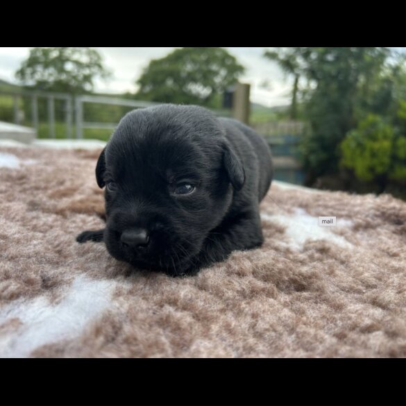 Labrador Retriever - Both