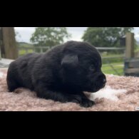 Labrador Retriever - Both