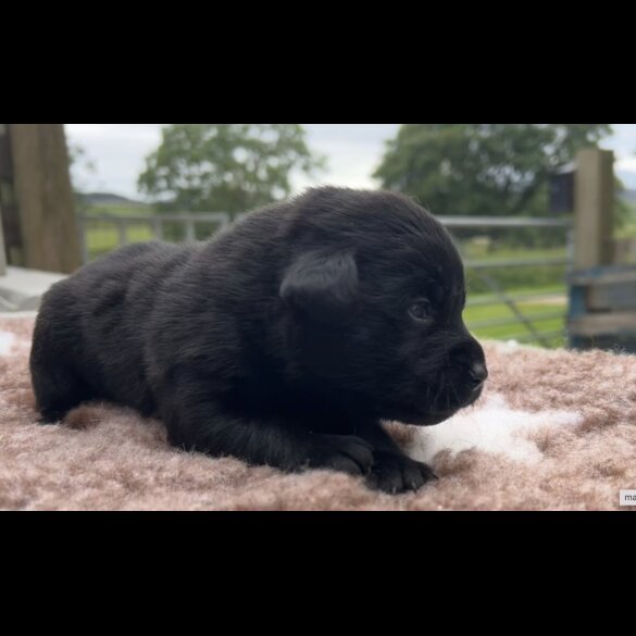 Labrador Retriever - Both