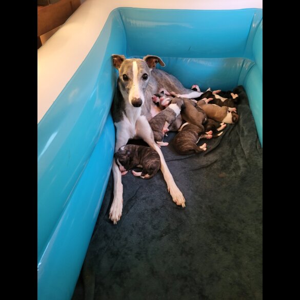 Whippet - Both