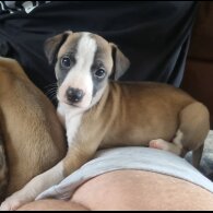 Whippet - Both