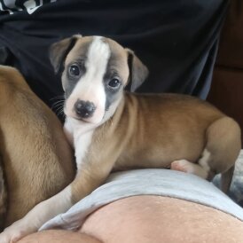 Whippet - Both