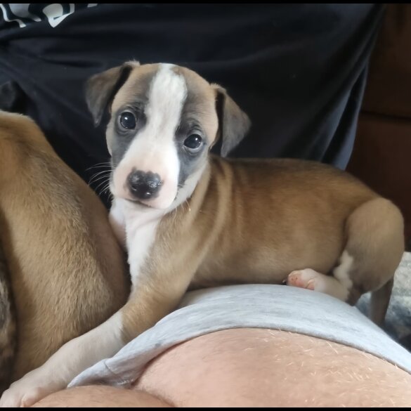 Whippet - Both