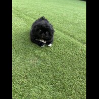 Pekingese - Both