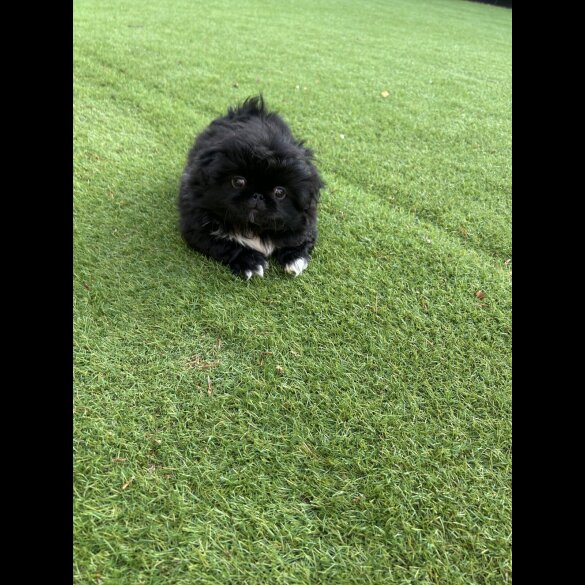 Pekingese - Both