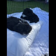 Pekingese - Both