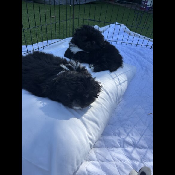 Pekingese - Both