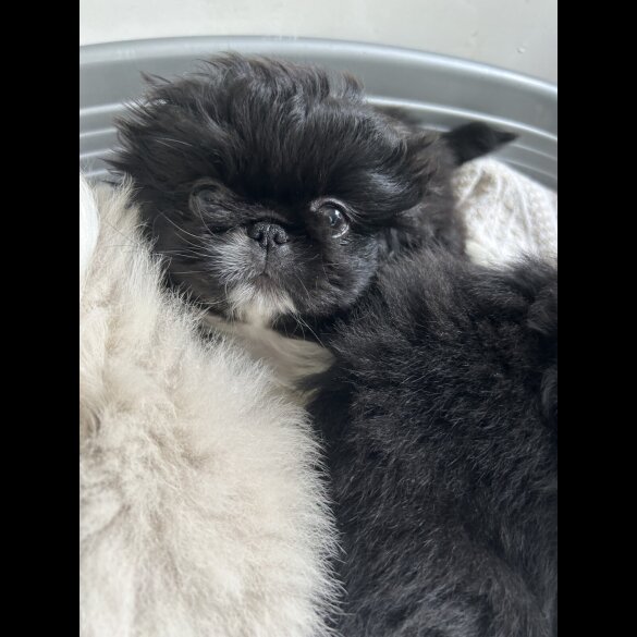 Pekingese - Both