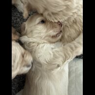 Cockapoo - Both